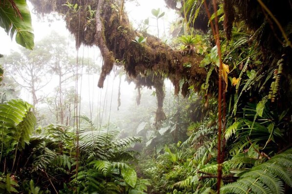 Un bosque denso con diversas helechos y árboles cubiertos de musgo.