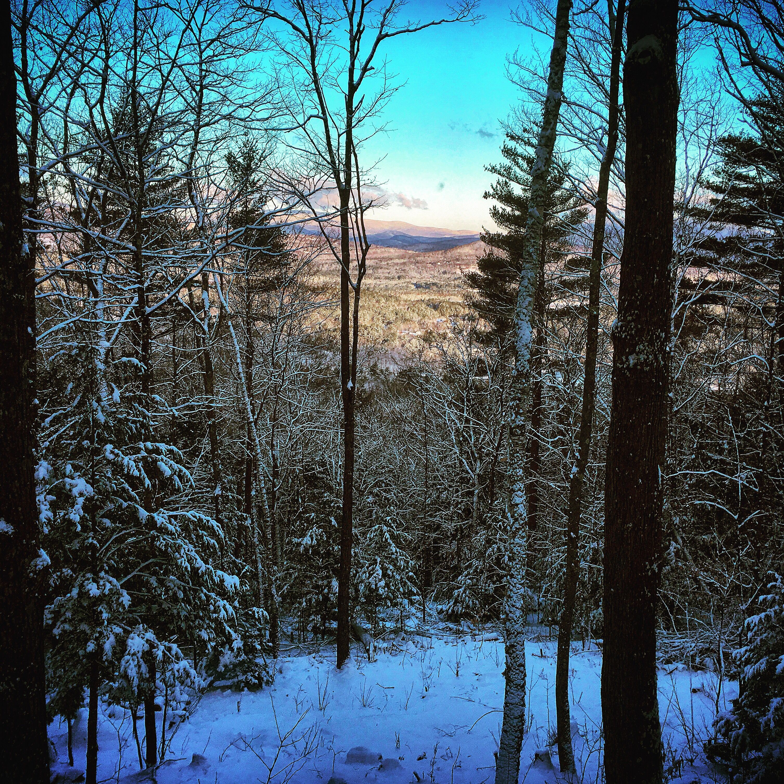 En snötäckt skog med höga träd och en fri utsikt över avlägsna berg.