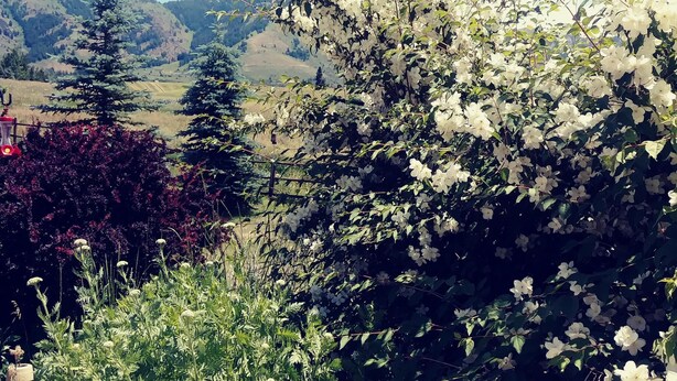A landscape with a variety of trees and shrubs, including white flowers and a coniferous tree. - Spacious Quiet Country Home With Stunning Views from Private Patio (Inkom)