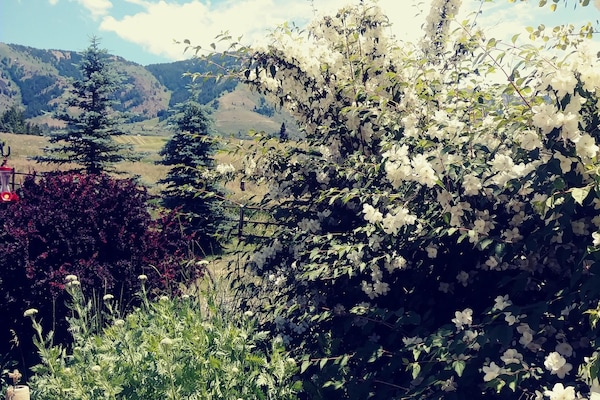 Syringa in bloom. Summer flowers are glorious.