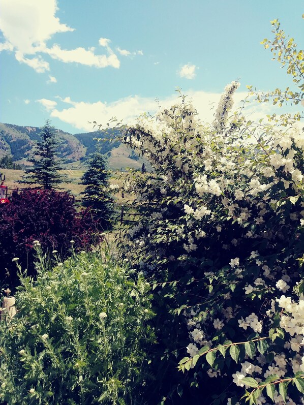 Property grounds - Spacious Quiet Country Home With Stunning Views from Private Patio (Inkom)