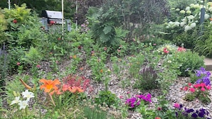 Een tuin met verschillende planten en bloemen, een barbecue en een pergola met lichtjes.