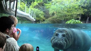 A large aquarium with a hippo visible through the glass, surrounded by lush greenery.
