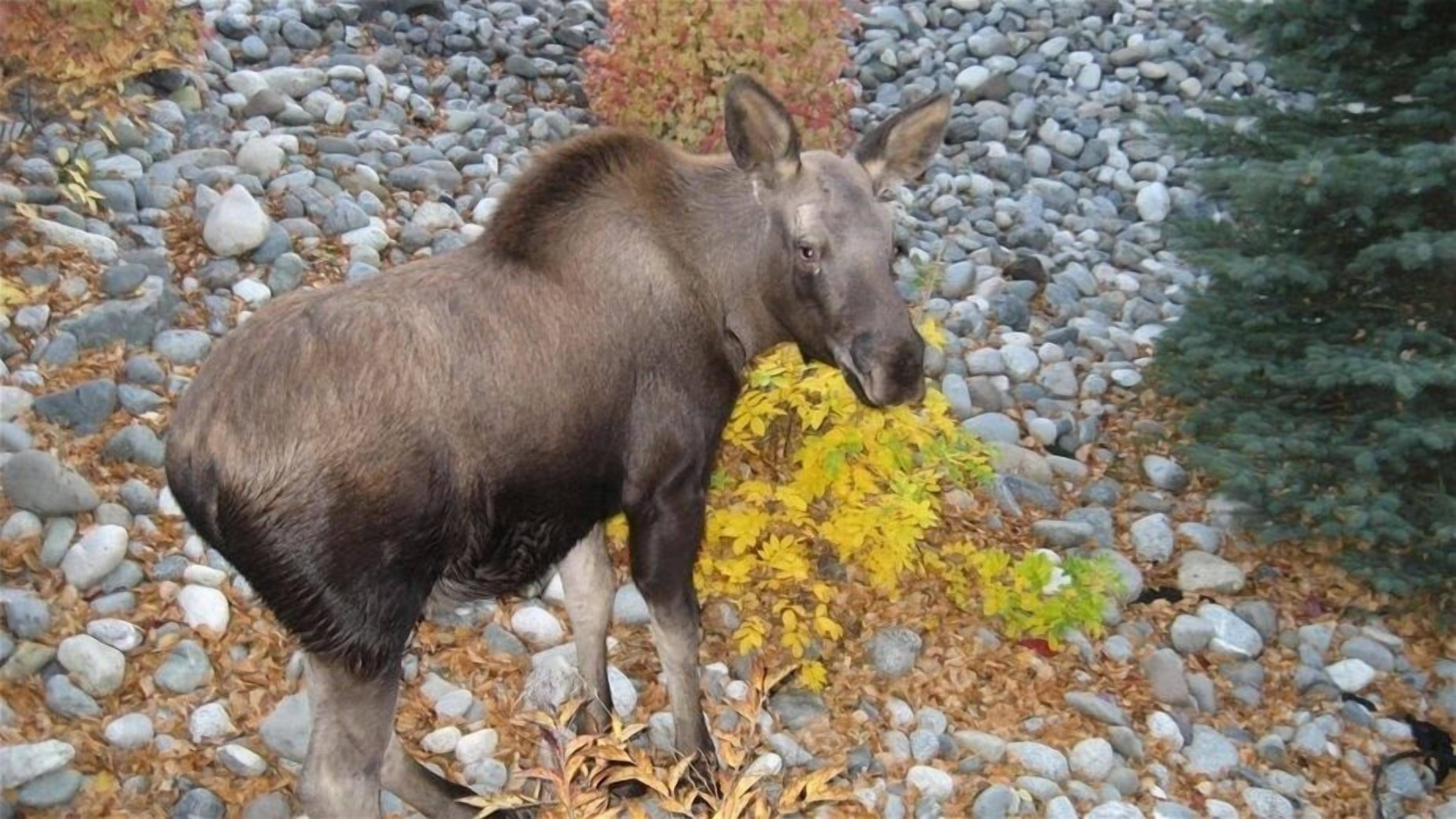Un alce de pie sobre un sendero de grava rodeado de rocas y follaje amarillo.