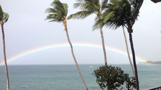 A view of a beach with palm trees and a rainbow over the ocean.