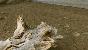 Stille vand med en sejlbåd i horisonten, en træstamme på bredden og en skovklædt bakke i baggrunden.