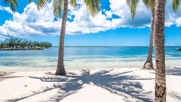 Een strand met helderblauw water, palmbomen en een steiger.