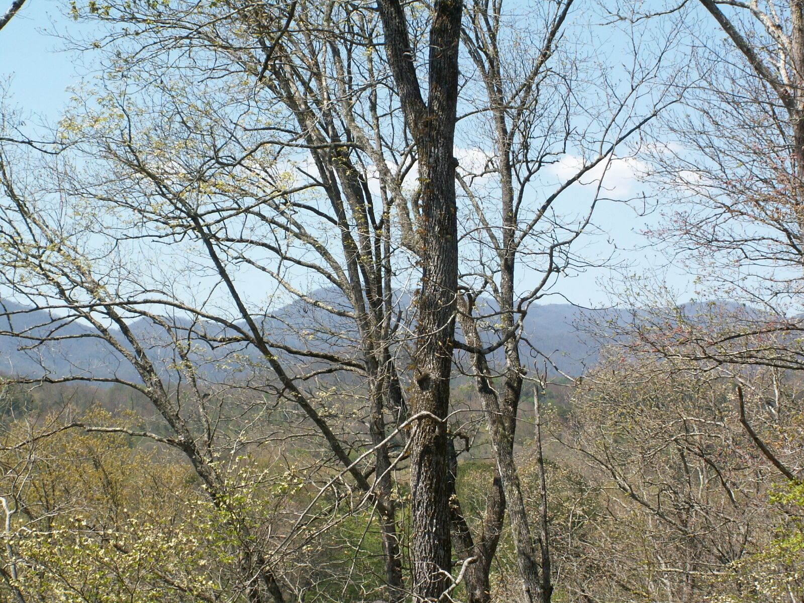 A natural landscape with a prominent tree in the foreground and mountains in the background.