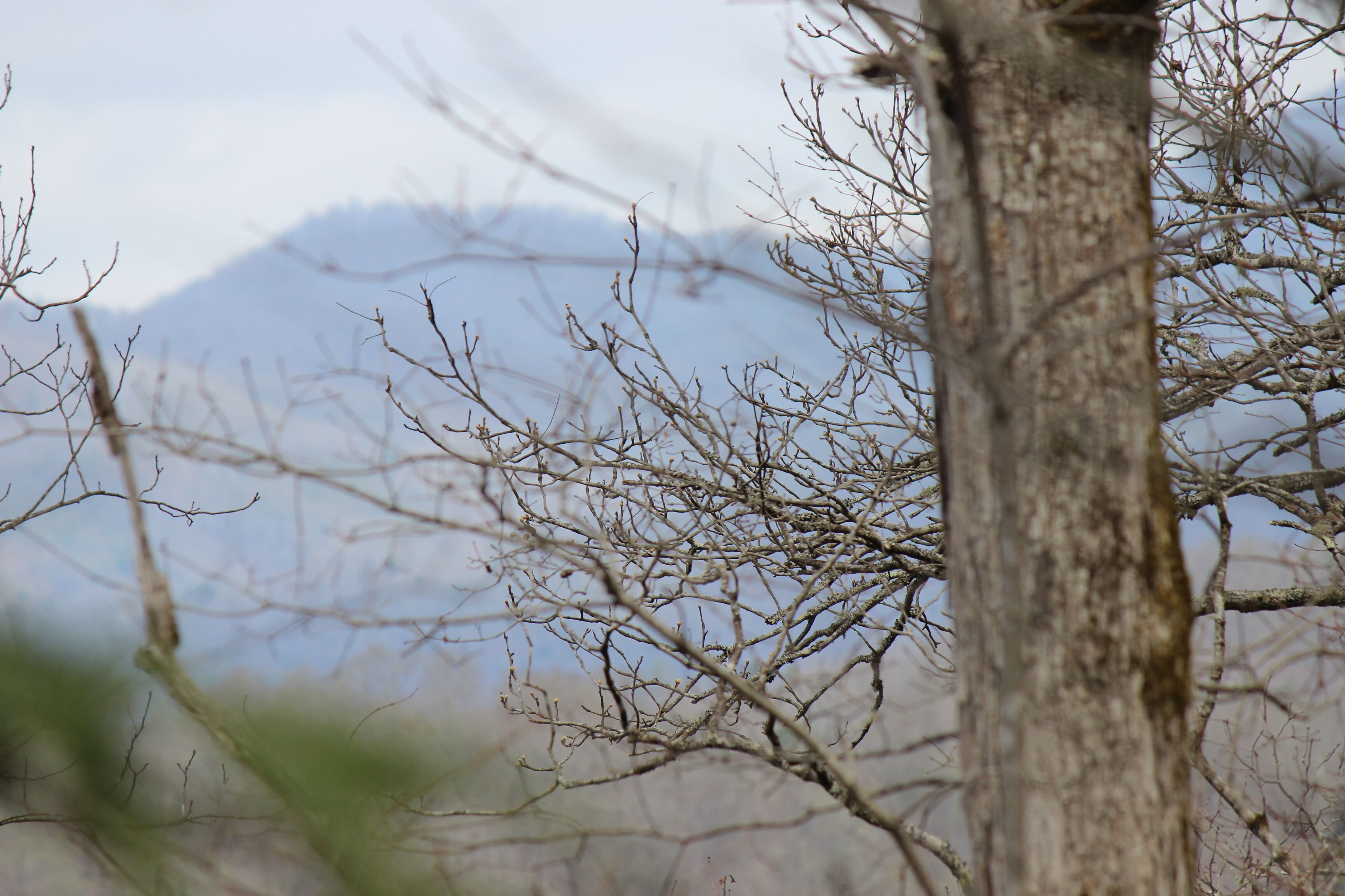 A tree with a clear view of the sky and mountains in the background.