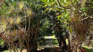 Un sentier bordé d’une végétation luxuriante et d’arbres, qui mène à une construction située au loin.