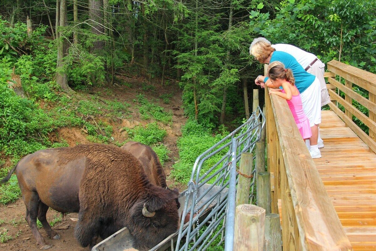 Un pont en bois avec des garde-corps en métal, un bison près du bord, et une végétation luxuriante en arrière-plan.