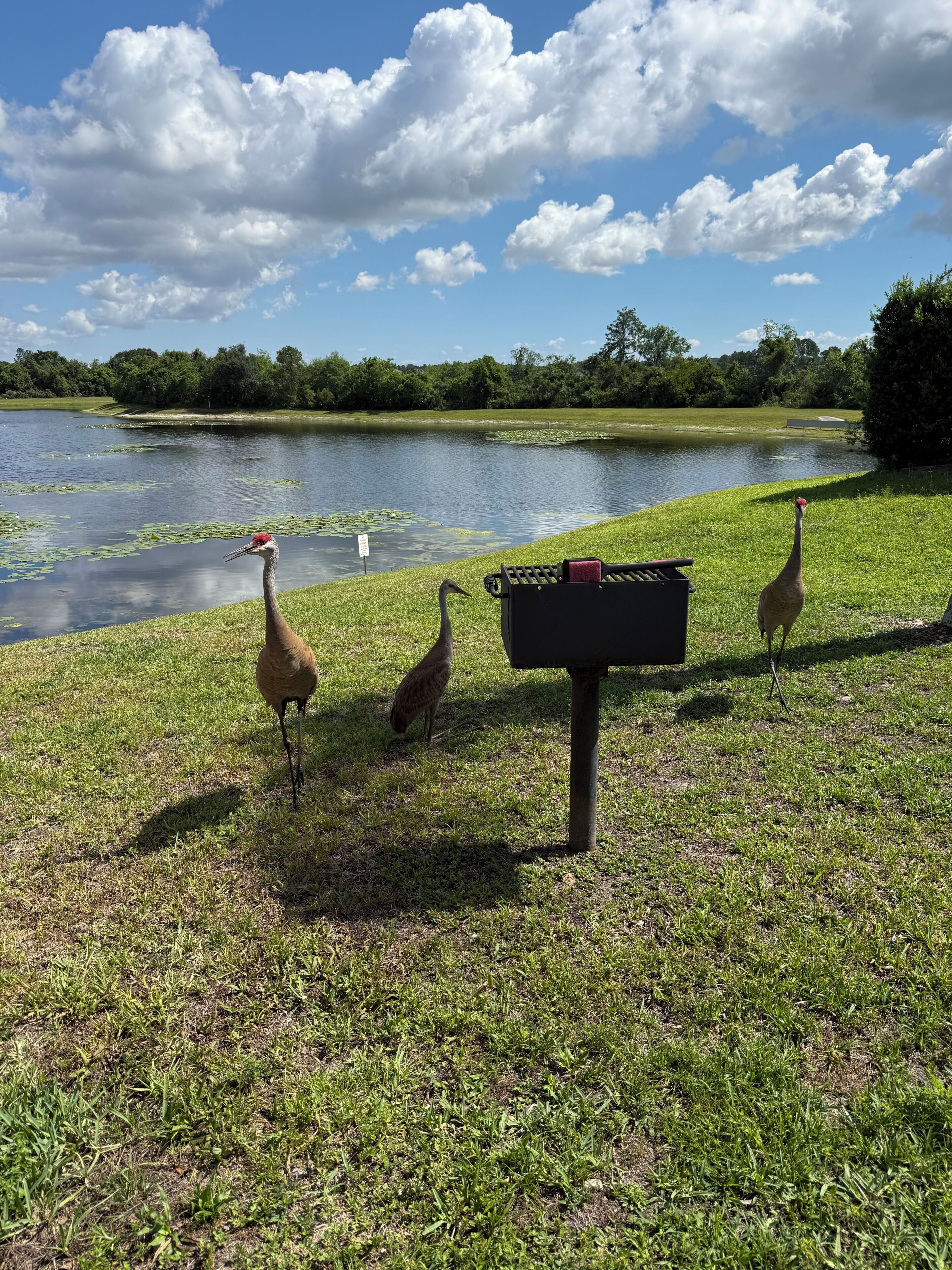 A grassy area with a pond, a bird feeder, and a bench.