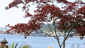 A hammock in a garden with a view of a body of water and a cityscape in the background. - the Beach Suite on Lemolo!    CLEAN & PRIVATE ... getaway & relax. (Poulsbo)