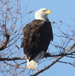 A bald eagle perched on a branch. - Lodging on Reelfoot Lake Upper Blue Basin at The Bayou Bungalow (Union City)