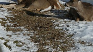 Three deer resting near a wooden cabin with a snow-covered ground. - THE EAGLES NEST with SPECTACULAR MOUNTAIN & YELLOWSTONE RIVER VIEWS  (Gardiner)