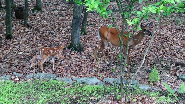 Een boslandschap met twee herten, een volwassen hert en een jong, omringd door bomen en een laag bedekt met bladeren.