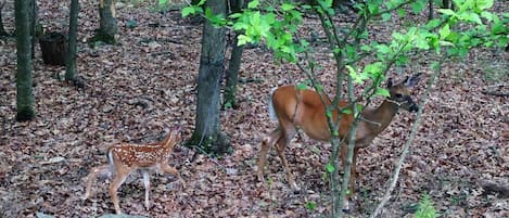 Parco della struttura