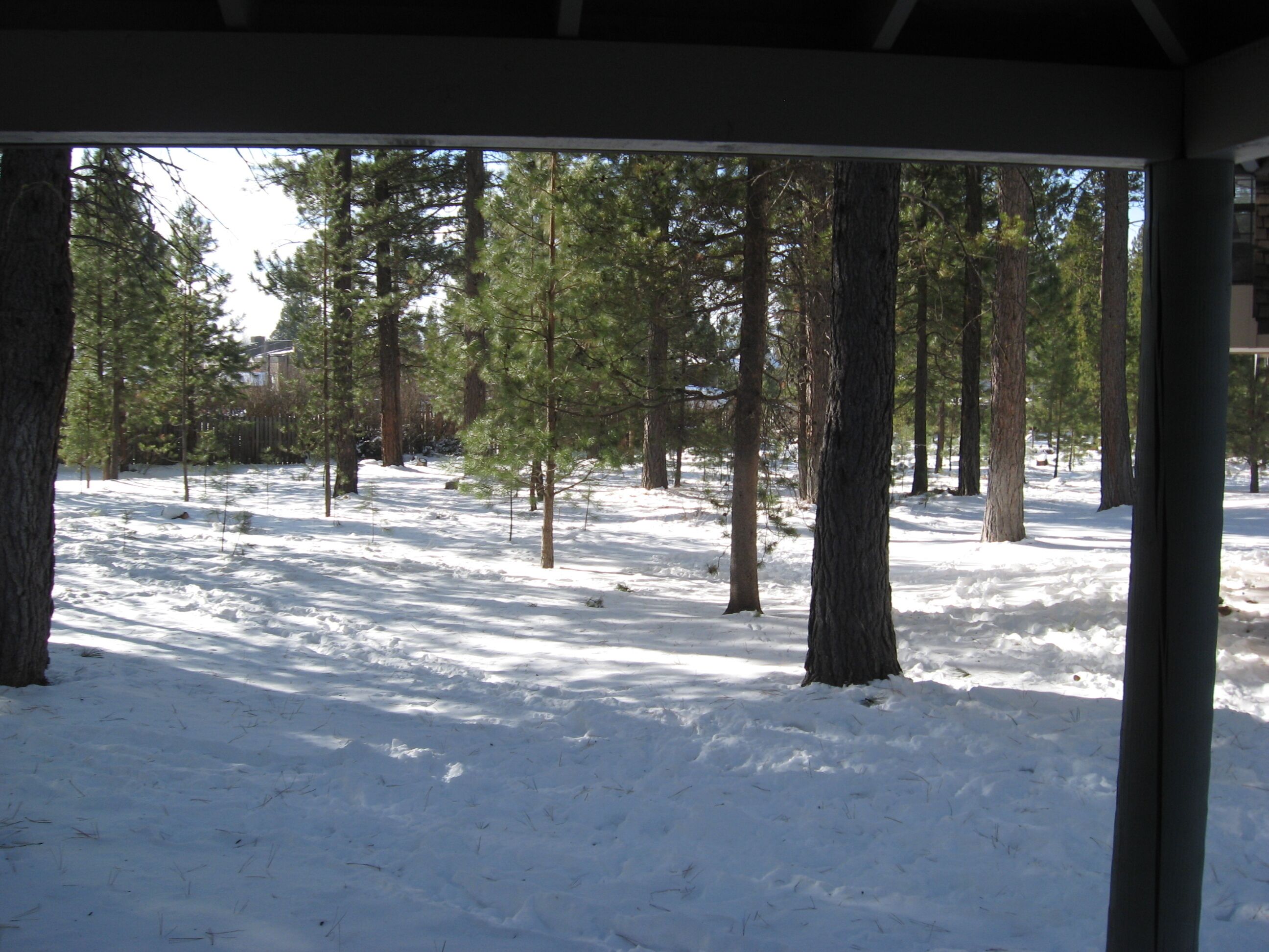 A snowy forest scene through a window, with tall pine trees and a snow-covered ground.