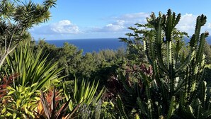 A garden with various plants and a view of the ocean.