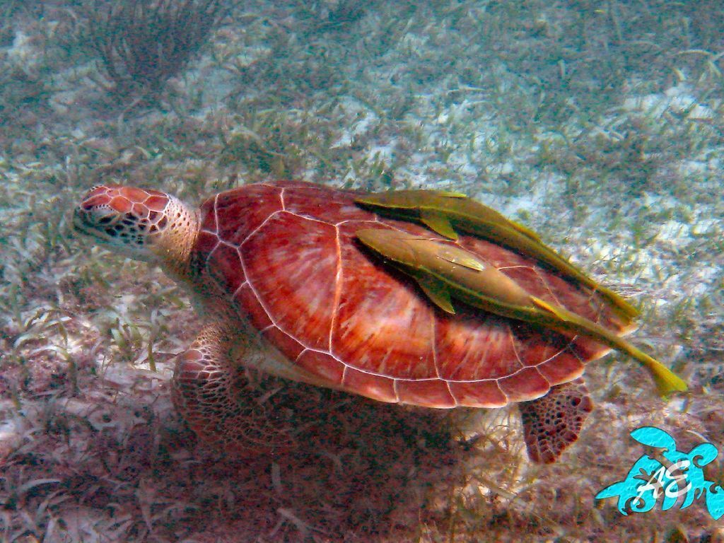 A sea turtle swimming underwater.