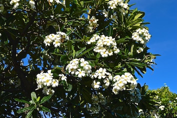 Sweet smelling Plumeria in the back yard