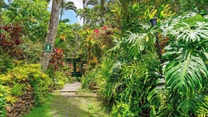 A lush garden path leading to a pool area, surrounded by tropical plants and palm trees. - Haleakala Cottage - private hot tub, pool access (Haiku)