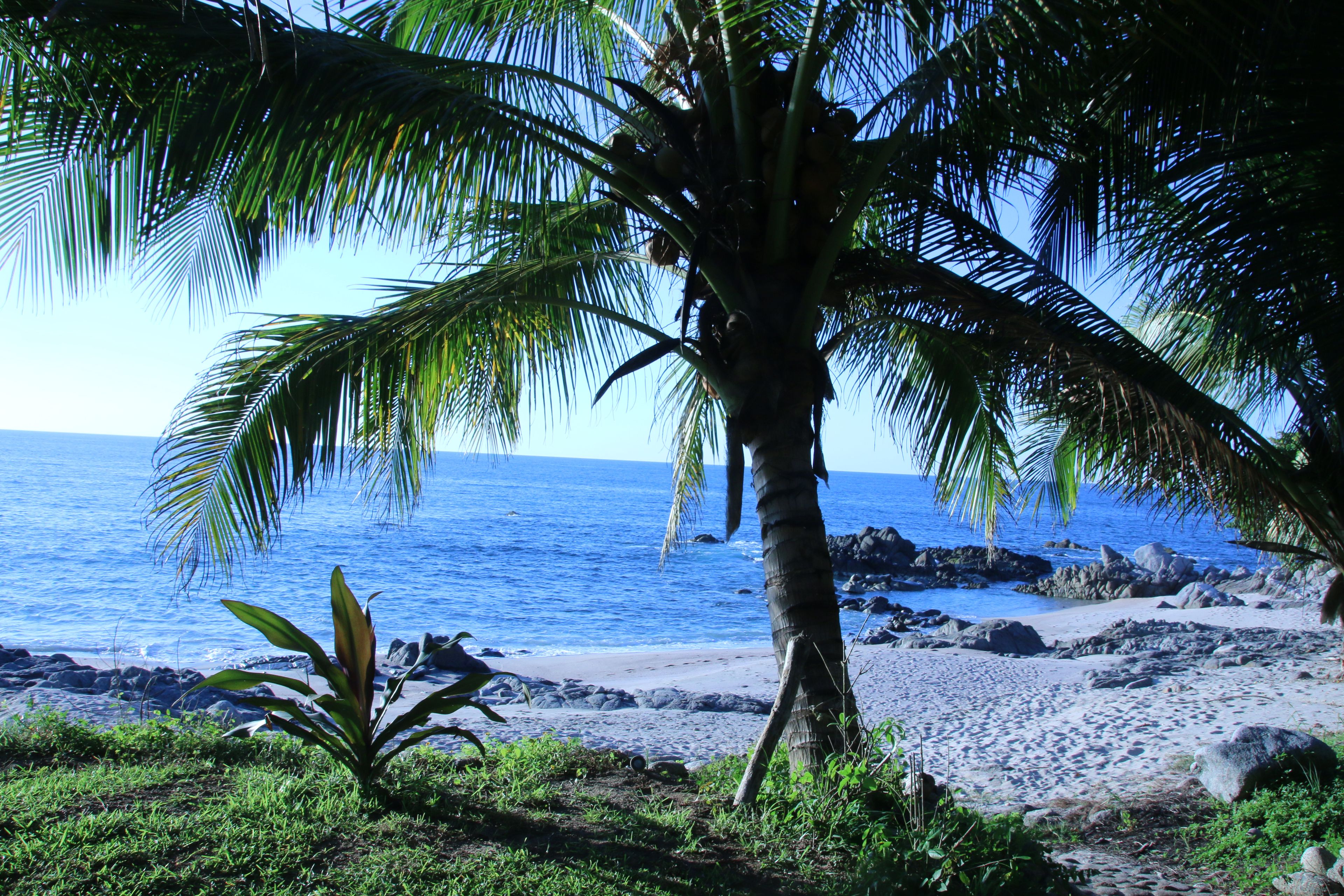 A beach with a palm tree, clear blue sky, and ocean.