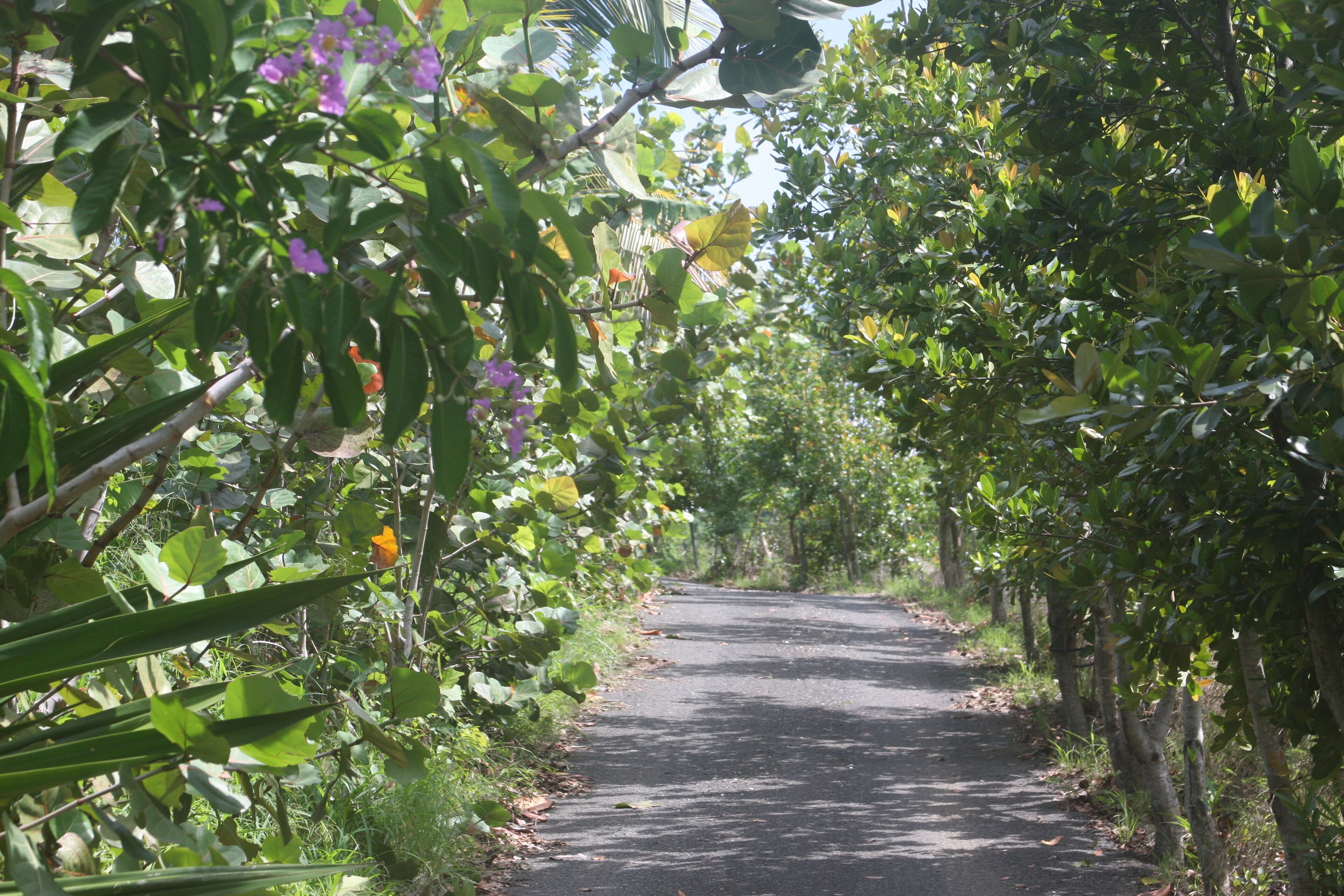 Une route étroite, bordée d’arbres, avec un feuillage dense de chaque côté.