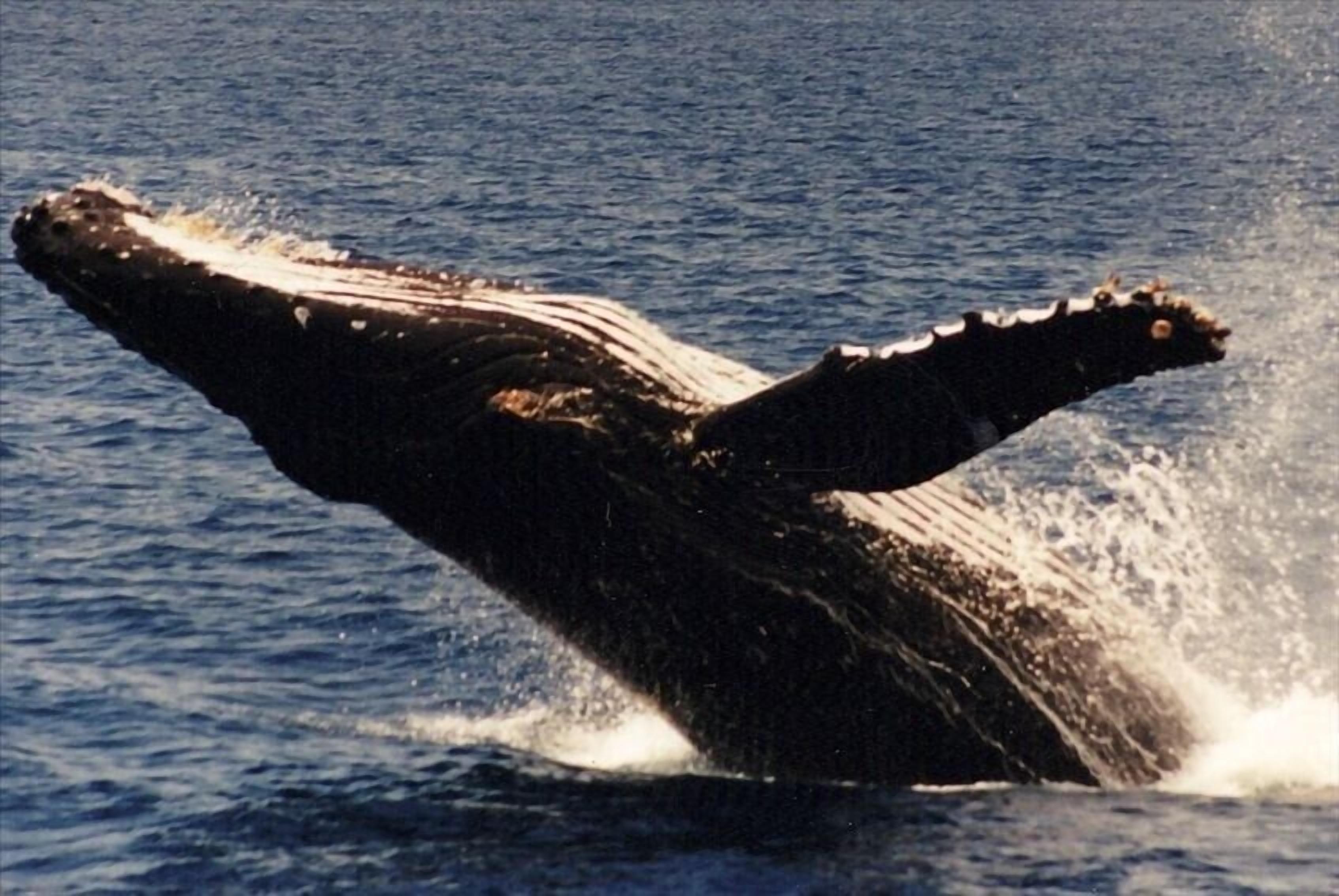 A whale breaching with its body and tail above the water.