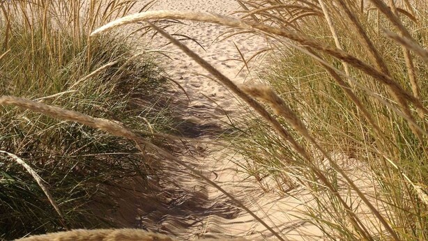 Un sentier de sable qui longe la plage et mène à l’océan, avec de hautes herbes au premier plan.