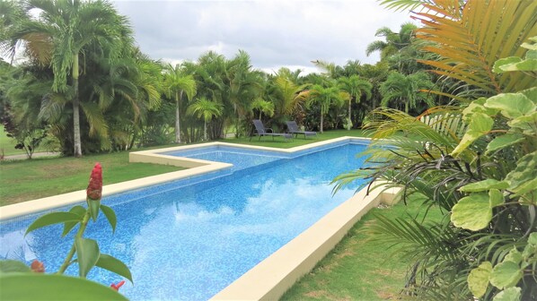 Une piscine rectangulaire bordée de carreaux, entourée d’une végétation luxuriante et de palmiers.