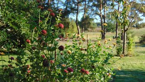 Un jardín con diversas plantas y árboles.