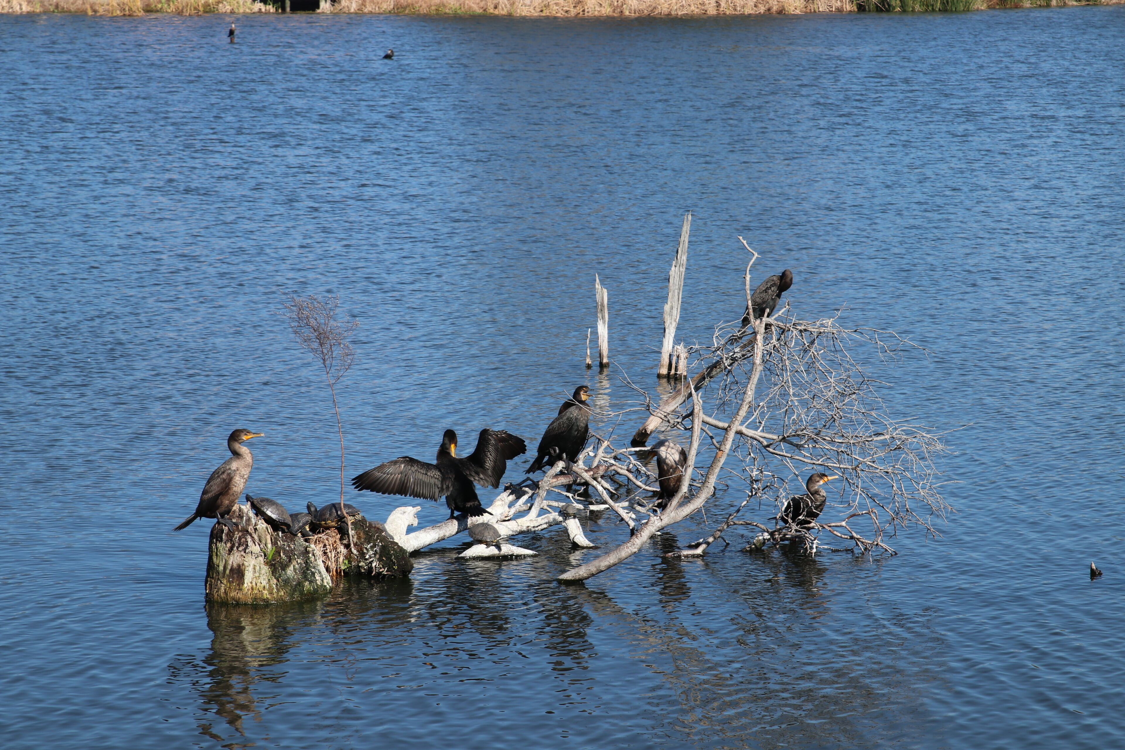 A group of birds on a tree branch over water.