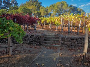 Property grounds - Family-friendly 3BR resort experience on quiet vineyard near Stanford/Palo Alto (Portola Valley)