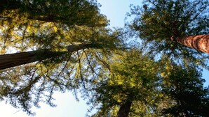 A tall tree with a clear view of its trunk and branches against a blue sky. - Raymond's Bakery - Creekside Cabin and Breakfast (Cazadero)