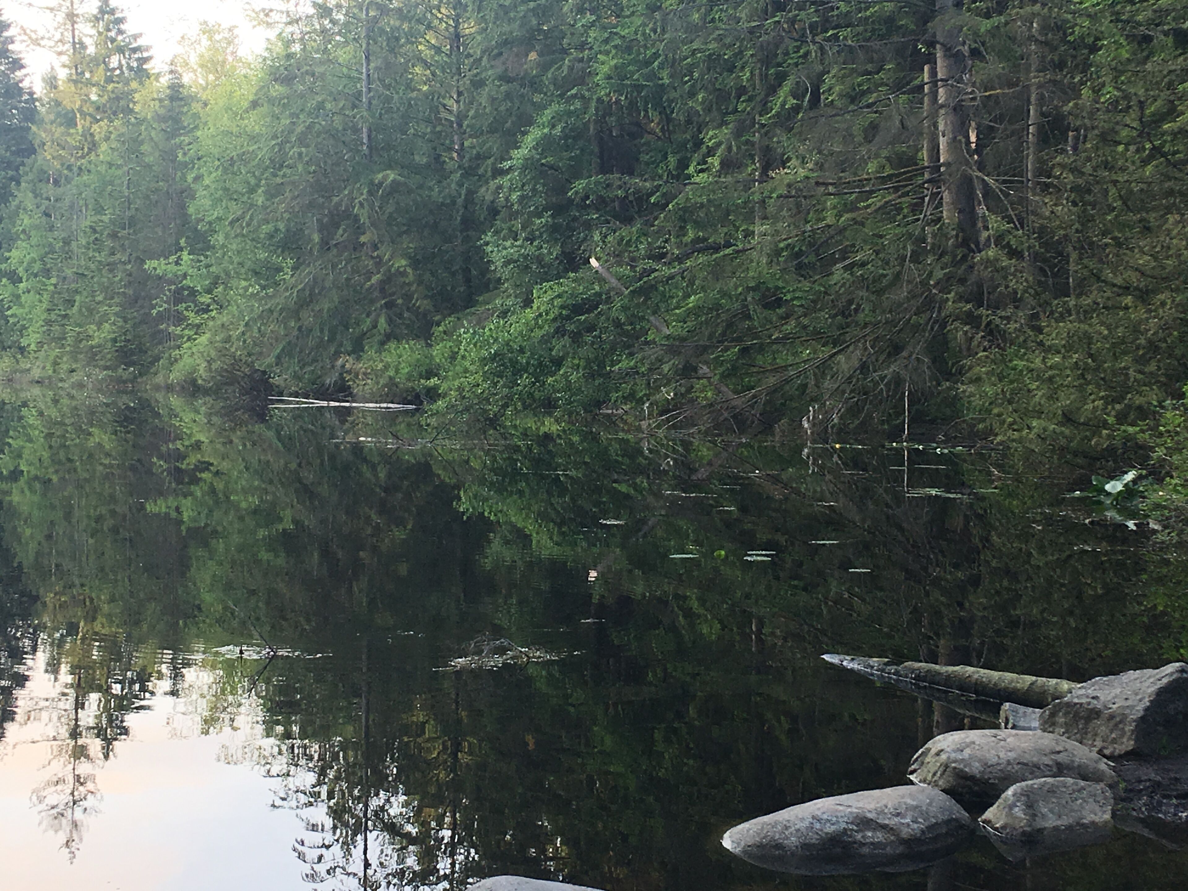 Lost Lake in Mundy Park, a 10 minute walk away, is one of 2 lakes in the park.
