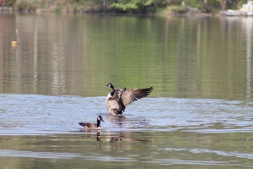 Ein See mit zwei Gänsen, eine steht und eine schwimmt.