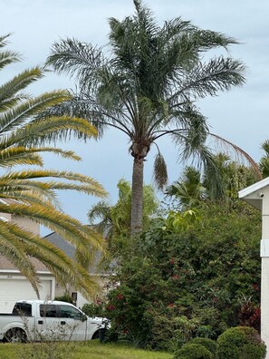 Property grounds - OAK ISLAND COVE!   BEAUTIFUL POOL HOME with free Pool heat and Wifi (Kissimmee)