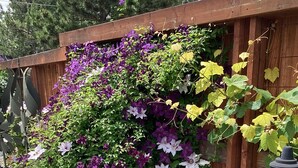 A garden with a wooden fence, a metal bench, and a variety of flowering plants.