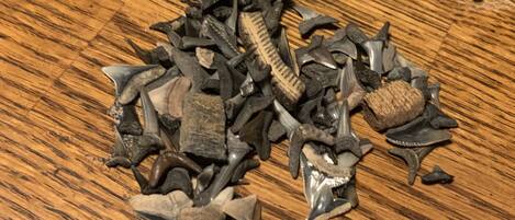 A pile of fossilized shark teeth on a wooden surface.