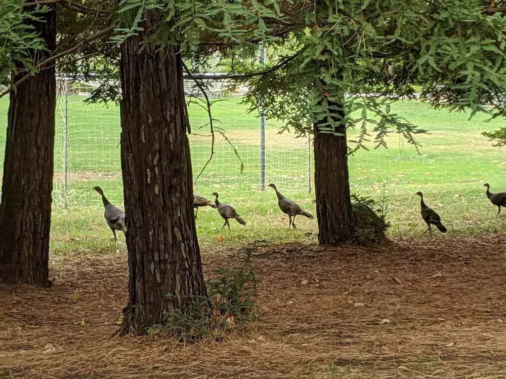 10 Best Luxury Cabins Near Napa County, California Updated 2024 Trip101