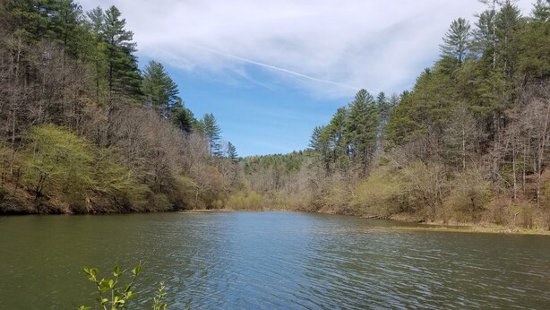Une rivière paisible, bordée d’une forêt dense.