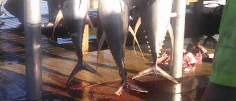 Ein Fischmarkt mit großen Fischen, präsentiert unter einem Schild mit der Aufschrift 'Venice Fishing Capitol of the World'.