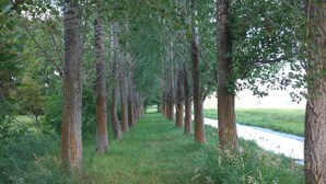 Un sendero bordeado por altos árboles en un entorno natural.