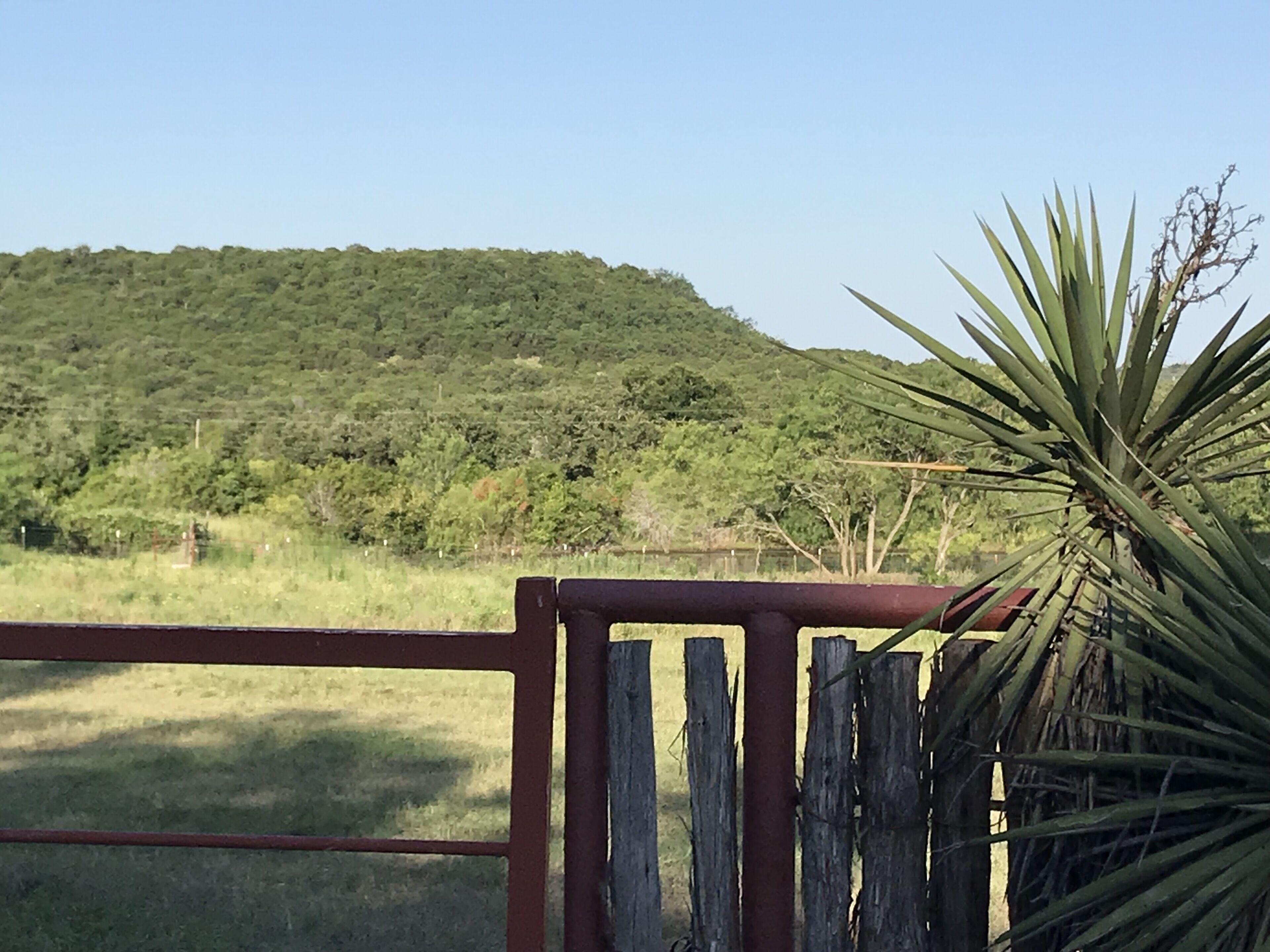 A wooden fence with a view of a green hill and a plant in the foreground.