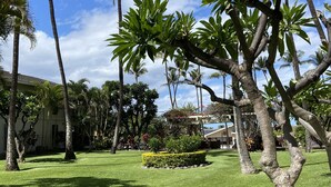 A well-maintained garden with tall palm trees, neatly trimmed hedges, and a clear blue sky.