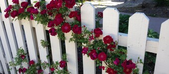 Downtown Flagstaff Bungalow - 5 minute walk to downtown