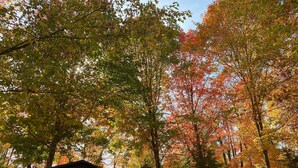 A cabin surrounded by autumn foliage, with a stone wall and wooden deck. - Summer is coming!   (Longville)