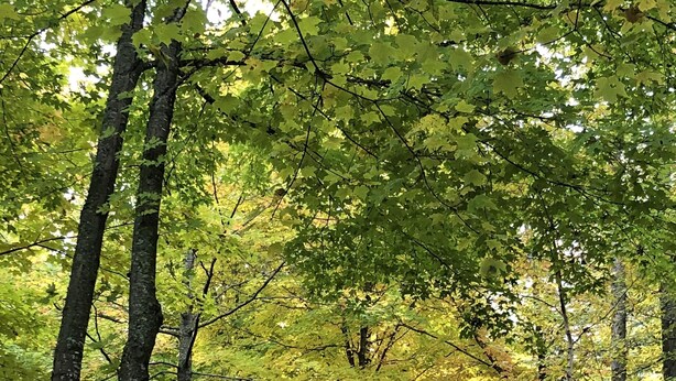 A rustic cabin surrounded by trees and a gravel path. - Summer is coming!   (Longville)