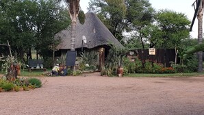 A thatched-roof hut with a satellite dish, surrounded by lush greenery and a gravel path. - Grootgeluk Bush Camp (Mookgopong)